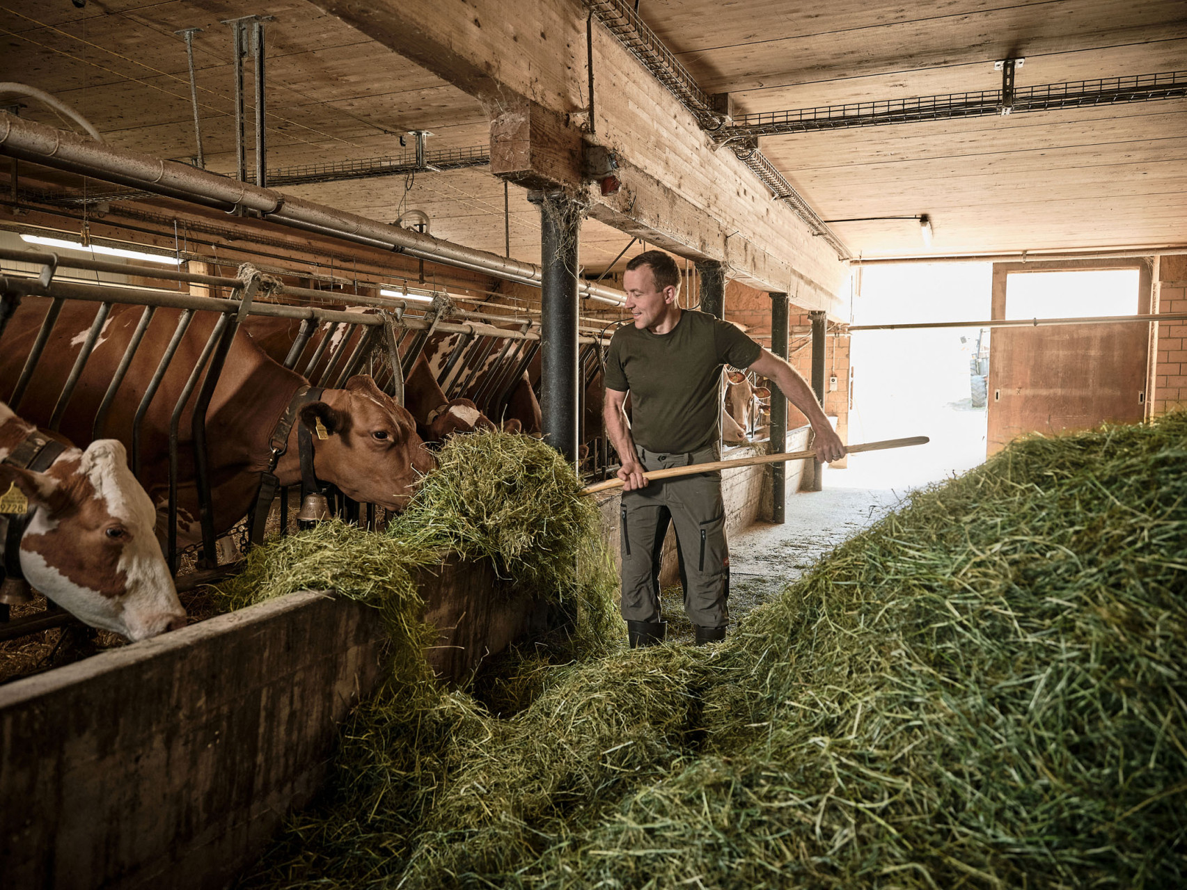 Ein Landwirt ist in seinem Kuhstall und füttert seine Kühe mit frischem Heu.